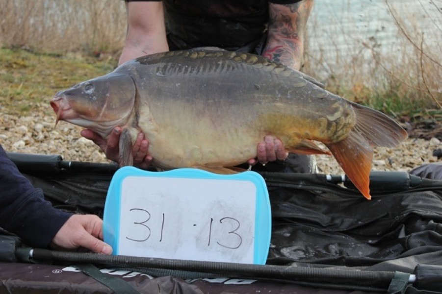 Fish 29 - Stocked at 31lb 13oz