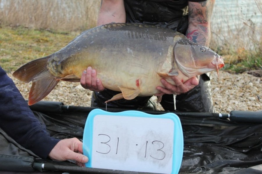 Fish 29 - Stocked at 31lb 13oz