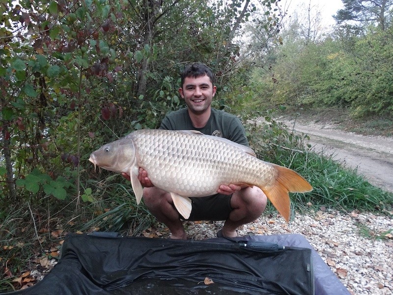A 31.00lbs common