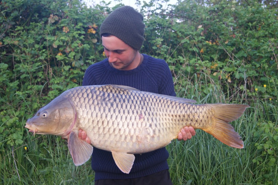 Harris with a 33lbs common