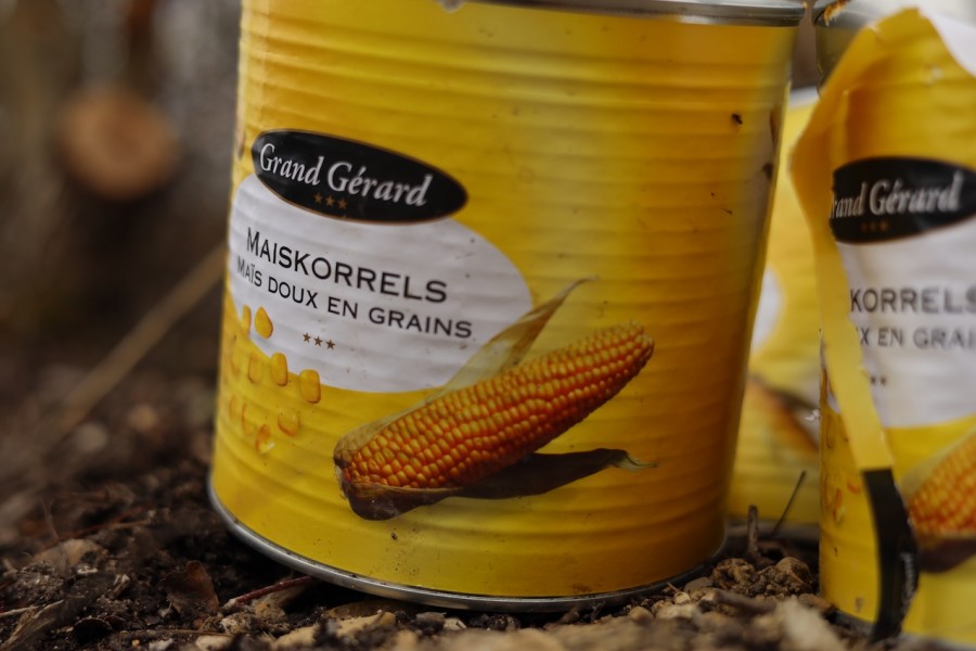 The golden grain