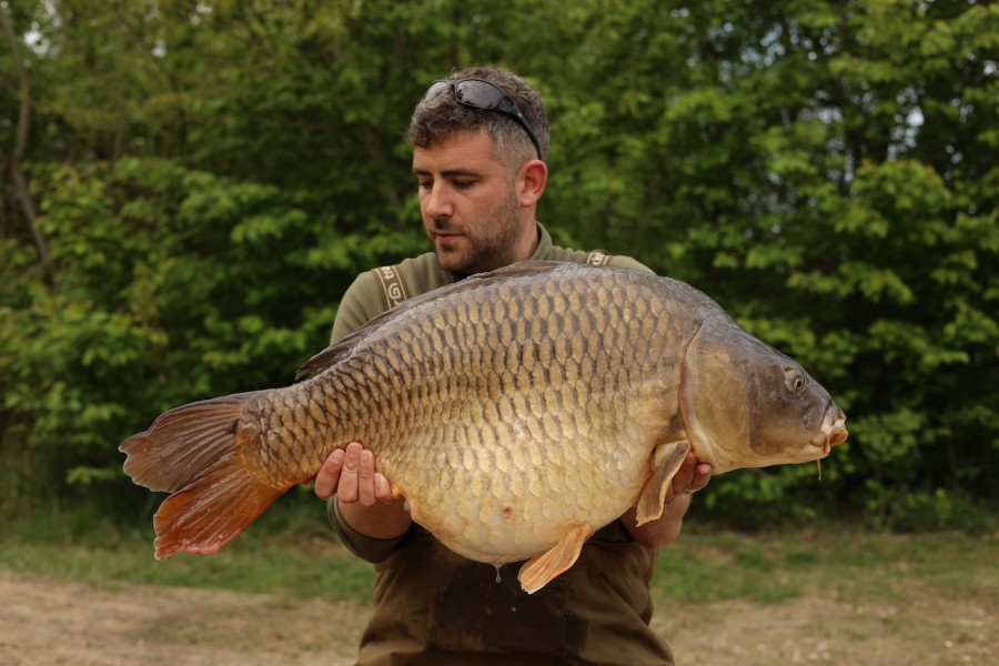 Joe's Common for Joe, 36lb 14oz