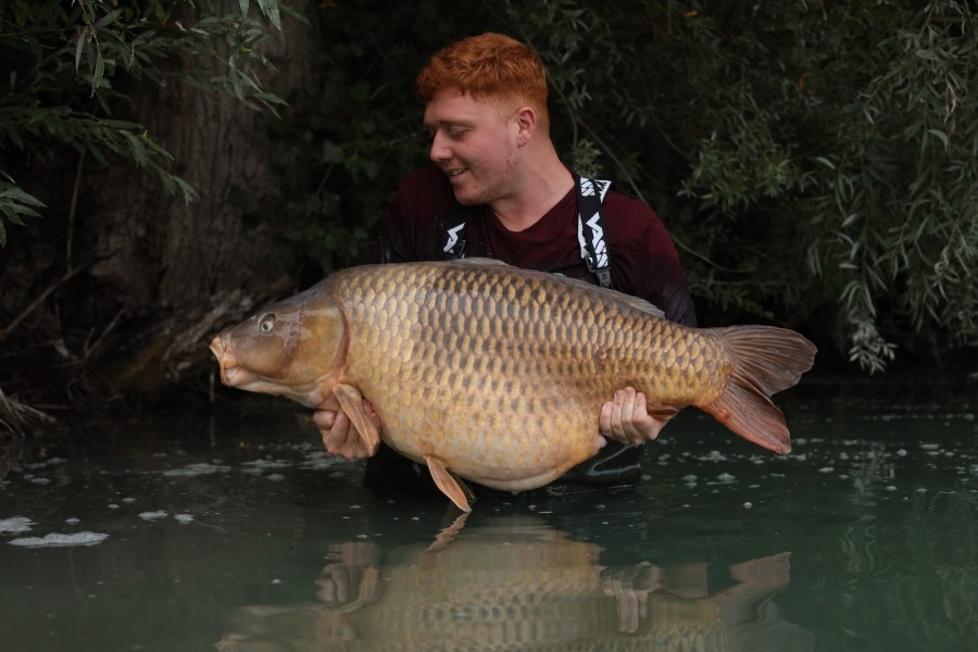 Big Bob 50lb